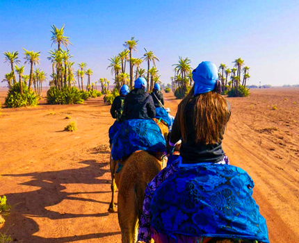 Activity Camel Ride Palm Grove Of Marrakech