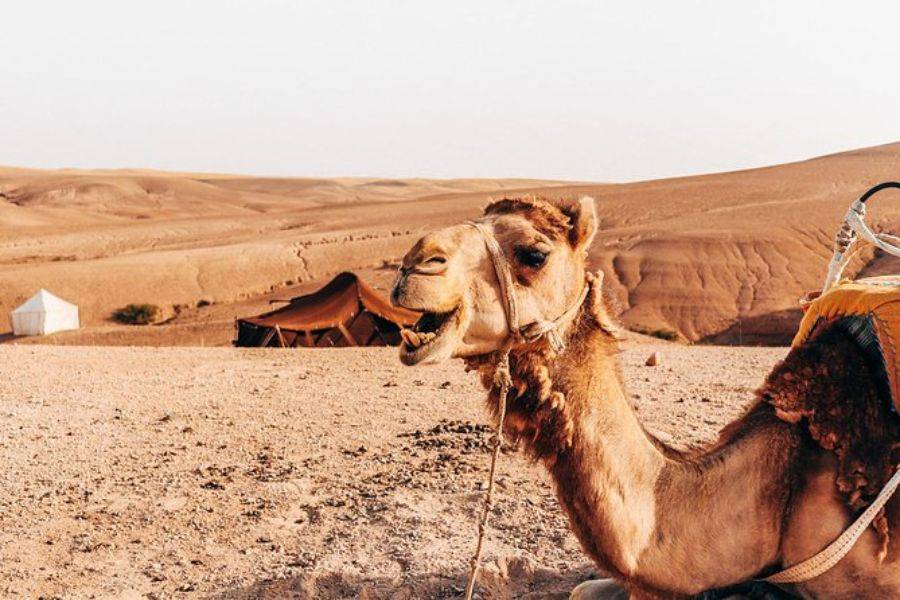 Activity Sunset Camel Ride In Agafay Desert